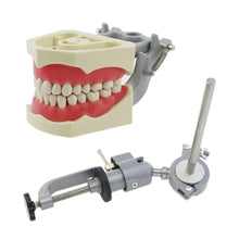 Stainless Steel Typodont Pole & Typodont Model with 32Pcs Teeth Fit Columbia 860