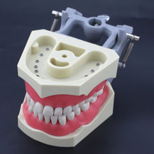 Dental Typodont Practice Teeth Model with 32Pcs Removable Teeth Fit Columbia 860