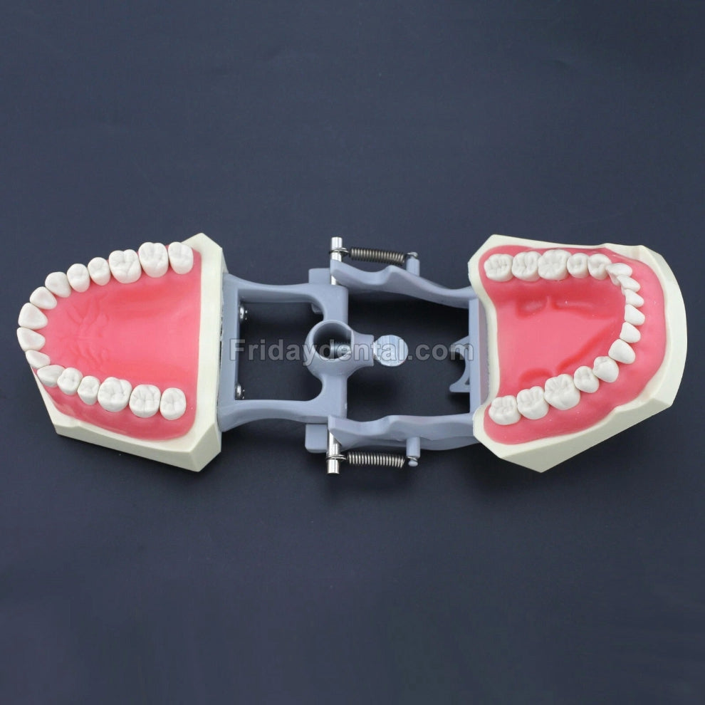 Dental Typodont Practice Teeth Model with 32Pcs Removable Teeth Fit Co ...