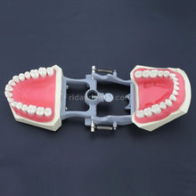 Dental Typodont Practice Teeth Model with 32Pcs Removable Teeth Fit Columbia 860