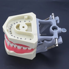 Dental Typodont Practice Teeth Model with 32Pcs Removable Teeth Fit Columbia 860