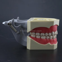 Dental Typodont Practice Teeth Model with 32Pcs Removable Teeth Fit Columbia 860