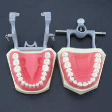 Dental Typodont Practice Teeth Model with 32Pcs Removable Teeth Fit Columbia 860