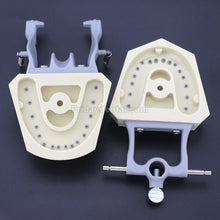 Dental Typodont Practice Teeth Model with 32Pcs Removable Teeth Fit Columbia 860