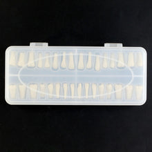 Replacement Dental Typodont Teeth 32Pcs Removable Teeth Fit Kilgore Nissin 200&nbsp;