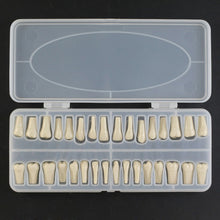 Replacement Dental Typodont Teeth 32Pcs Removable Teeth Fit Kilgore Nissin 200&nbsp;