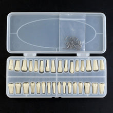 Replacement Dental Typodont Teeth 32Pcs Removable Teeth Fit Kilgore Nissin 200&nbsp;