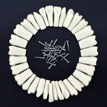 Replacement Dental Typodont Teeth 32Pcs Removable Teeth Fit Kilgore Nissin 200&nbsp;