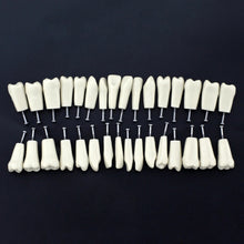 Replacement Dental Typodont Teeth 32Pcs Removable Teeth Fit Kilgore Nissin 200&nbsp;