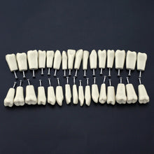 Replacement Dental Typodont Teeth 32Pcs Removable Teeth Fit Kilgore Nissin 200&nbsp;