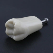 Replacement Dental Typodont Teeth 32Pcs Removable Teeth Fit Kilgore Nissin 200&nbsp;