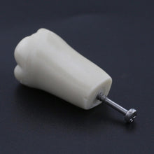 Replacement Dental Typodont Teeth 32Pcs Removable Teeth Fit Kilgore Nissin 200&nbsp;