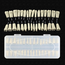 Replacement Dental Typodont Teeth 32Pcs Removable Teeth Fit Kilgore Nissin 200&nbsp;