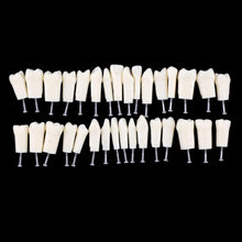 Replacement Dental Typodont Teeth Kit of 32 Teeth Fit Kilgore Nissin 200