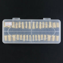 Replacement Dental Typodont Teeth Kit of 32 Teeth Fit Kilgore Nissin 200