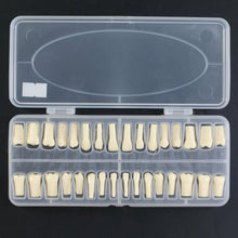 Replacement Dental Typodont Teeth Kit of 32 Teeth Fit Kilgore Nissin 200