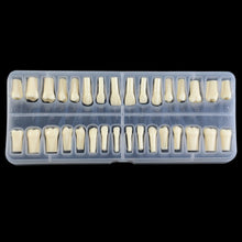 Replacement Dental Typodont Teeth Kit of 32 Teeth Fit Kilgore Nissin 200