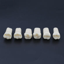 Replacement Dental Typodont Teeth Kit of 32 Teeth Fit Kilgore Nissin 200