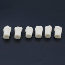 Replacement Dental Typodont Teeth Kit of 32 Teeth Fit Kilgore Nissin 200
