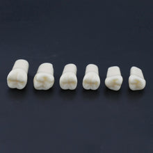 Replacement Dental Typodont Teeth Kit of 32 Teeth Fit Kilgore Nissin 200