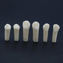 Replacement Dental Typodont Teeth Kit of 32 Teeth Fit Kilgore Nissin 200