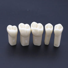 Replacement Dental Typodont Teeth Kit of 32 Teeth Fit Kilgore Nissin 200