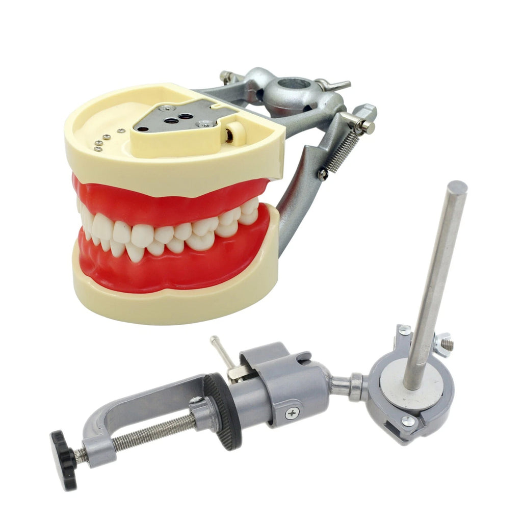Dental Typodont Model 32Pcs Removable Teeth Mounting Pole Fit Kilgore ...
