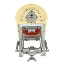 Dental Typodont Practice Model for Students with 32Pcs Removable Teeth Fit Kilgore Nissin 200