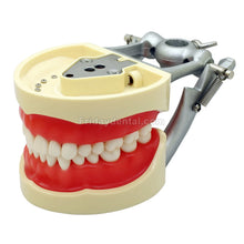 Dental Typodont Practice Model for Students with 32Pcs Removable Teeth Fit Kilgore Nissin 200