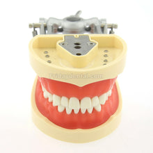 Dental Typodont Practice Model for Students with 32Pcs Removable Teeth Fit Kilgore Nissin 200