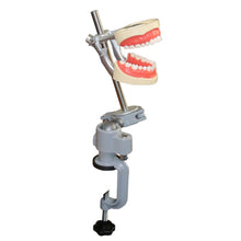 Dental Typodont Model 32Pcs Removable Teeth Mounting Pole Fit Kilgore Nissin 200