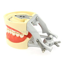 Dental Typodont Model 32Pcs Removable Teeth Mounting Pole Fit Kilgore Nissin 200