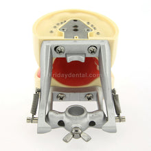 Dental Typodont Model 32Pcs Removable Teeth Mounting Pole Fit Kilgore Nissin 200