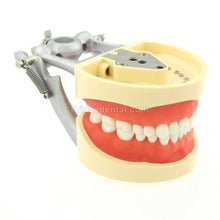 Dental Typodont Practice Model for Students with 32Pcs Removable Teeth Fit Kilgore Nissin 200