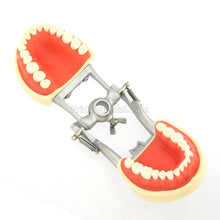 Dental Typodont Practice Model for Students with 32Pcs Removable Teeth Fit Kilgore Nissin 200