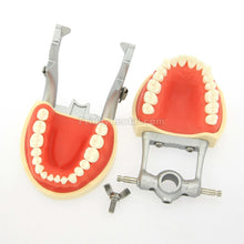 Dental Typodont Model 32Pcs Removable Teeth Mounting Pole Fit Kilgore Nissin 200