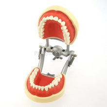 Dental Typodont Practice Model for Students with 32Pcs Removable Teeth Fit Kilgore Nissin 200